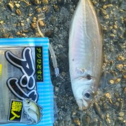 大阪湾南港アジング　朝まずめ